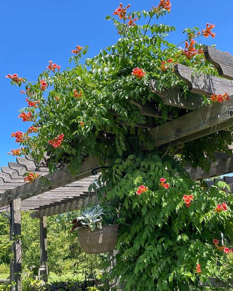 Trumpet Vine (Campsis radicans)