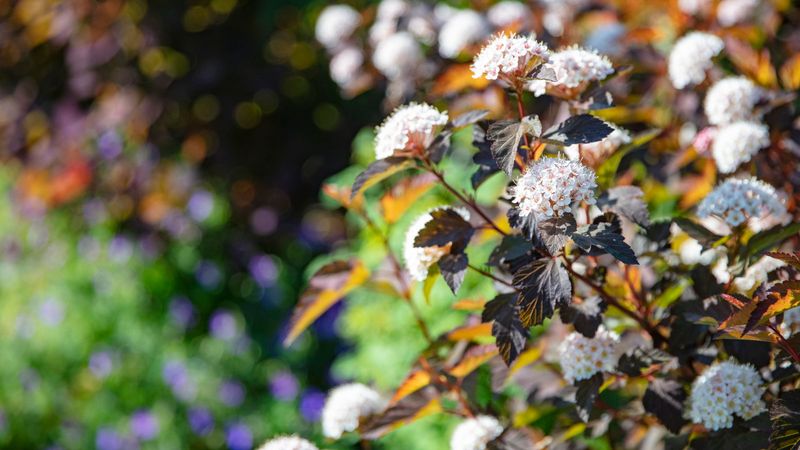 Eastern Ninebark Brings Flowers Texture And Four Season Interest