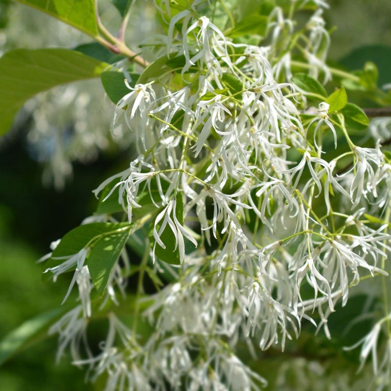 White Fringetree Shows Fringe Like Blooms In Late Spring