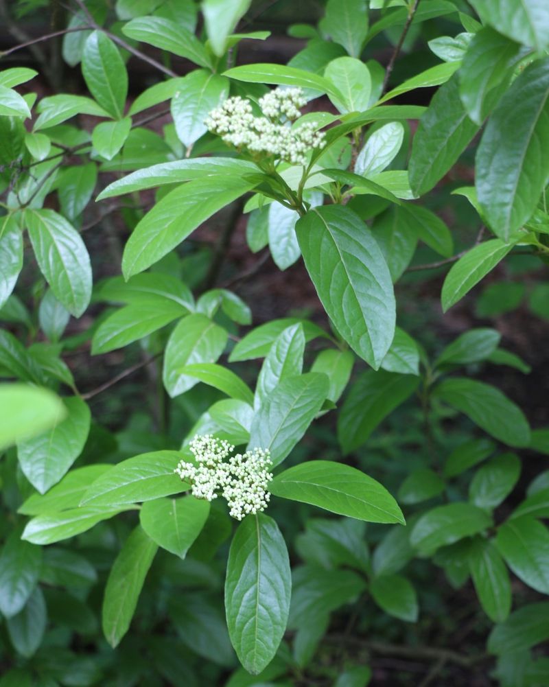 Possumhaw Viburnum Handles Structural Pruning Well