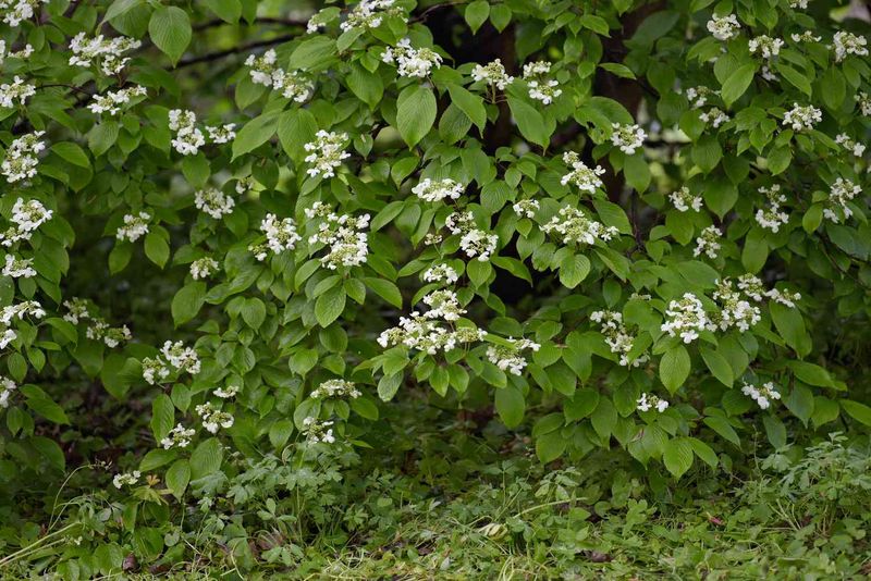 Viburnum With Multi-Season Blooms And Berries