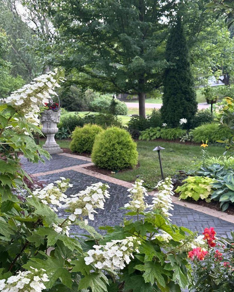 Oakleaf Hydrangea Thrives Naturally And Produces Consistent Blooms
