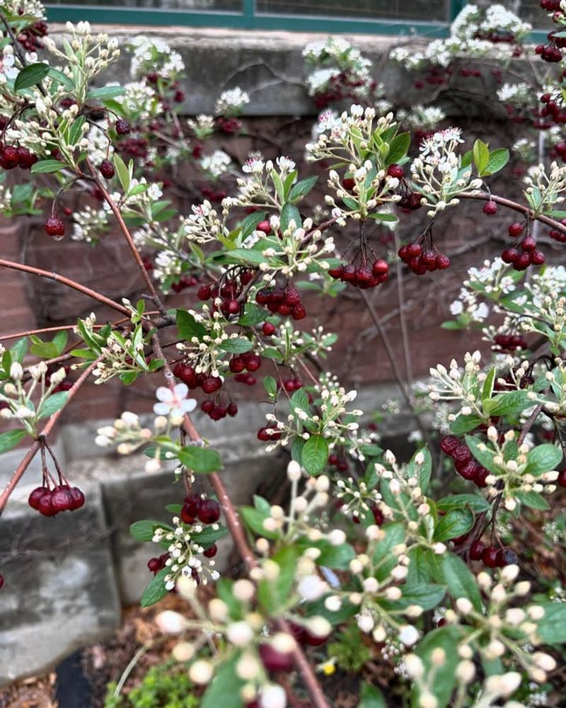 Red Chokeberry (Aronia Arbutifolia)