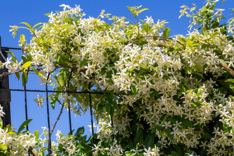 Confederate Jasmine Draping Spaces With Sweet Scent