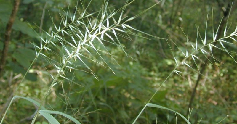 Bottlebrush Grass Thrives In Moist, Clay-Rich Areas