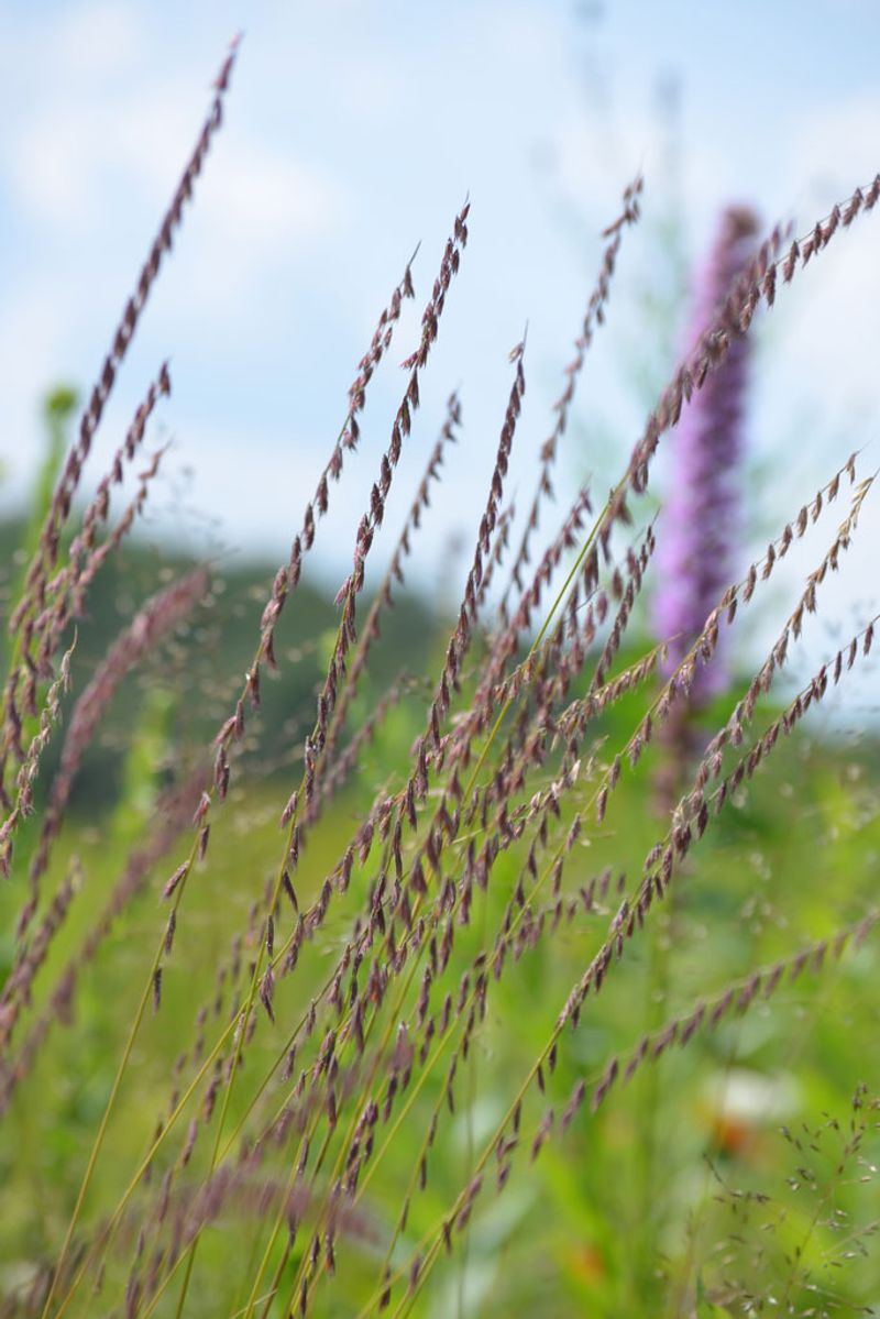 Sideoats Grama Supports Butterflies And Native Insects