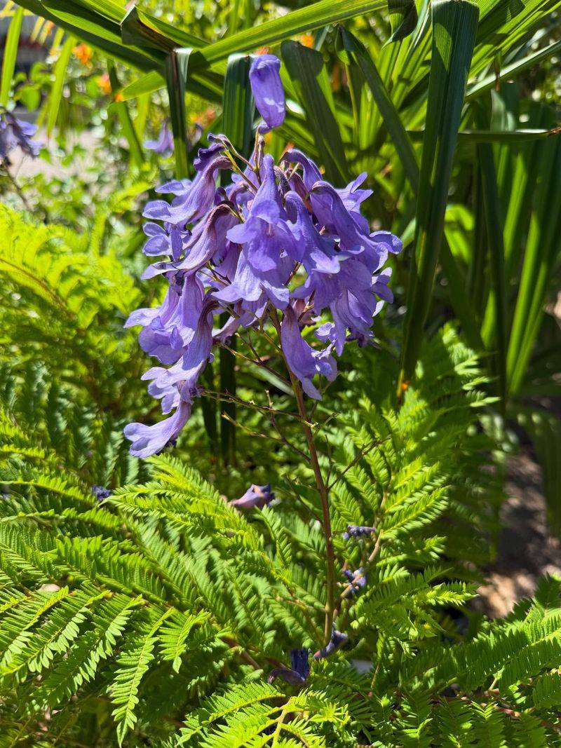 Jacaranda Creates Light Shade With Purple Spring Flowers