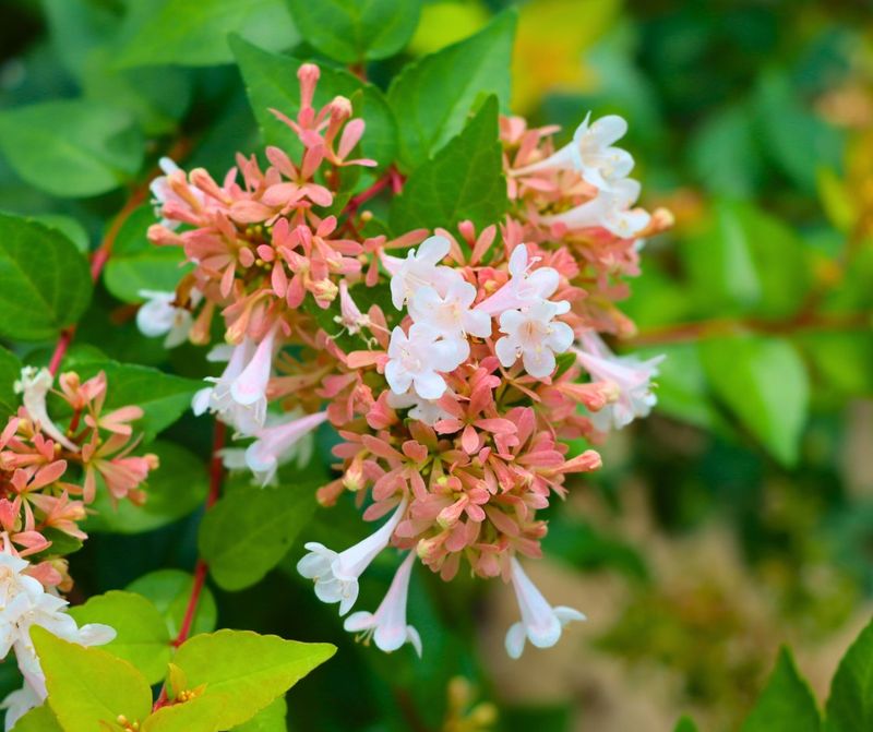 Glossy Abelia