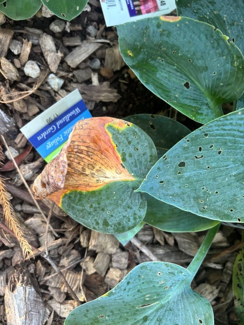 Remove Only The Most Damaged Hosta Leaves