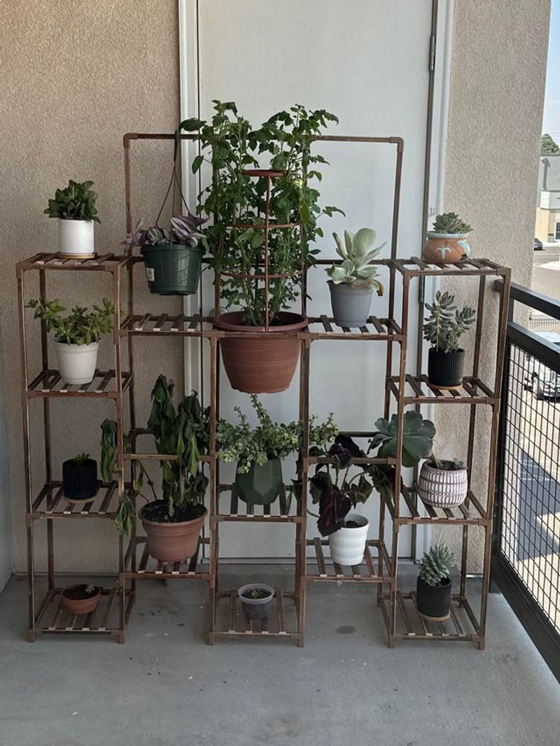 Move Potted Succulents To A Warmer Spot