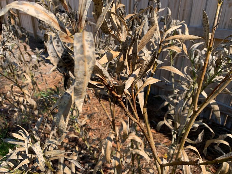 Identify Withered And Frost Injured Oleander Stems