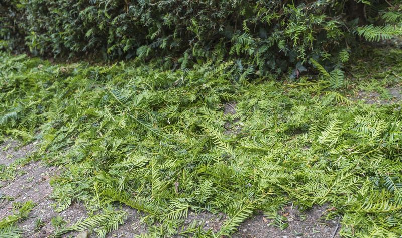 Yews Handle A Careful Trim Better Than Most