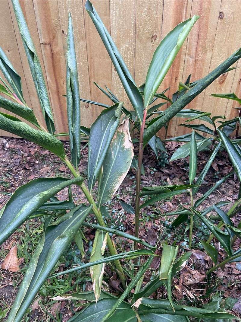 Remove Only Clearly Damaged Tips To Protect Plant Health