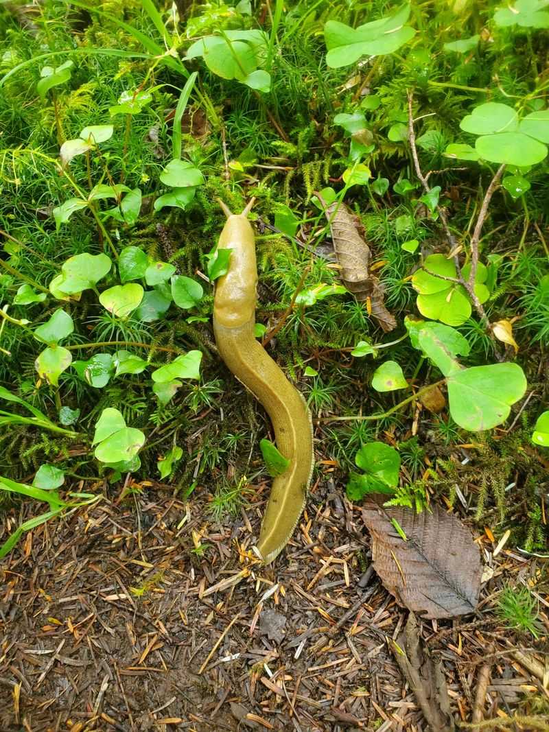 Toads Hunt Slugs, Snails, And Other Garden Pests After Dark