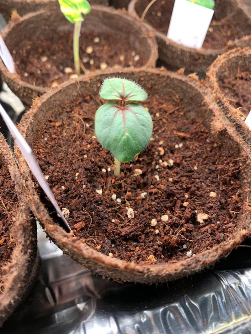 Start Seeds Indoors In Cooler Areas