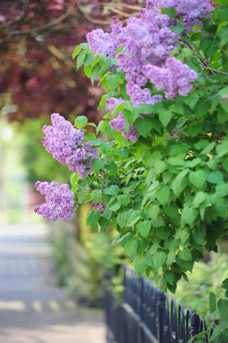 Leave Lilac Alone To Enjoy Its Spring Flowers