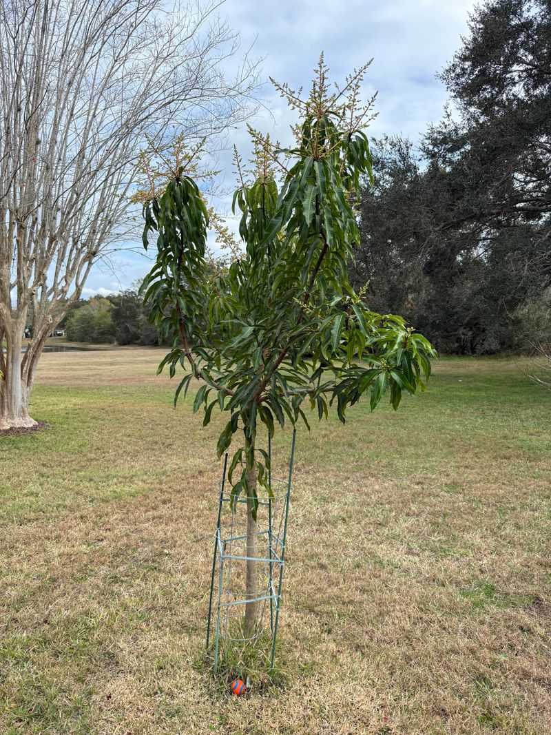 Perform Structural Pruning On Fruit Trees At The End