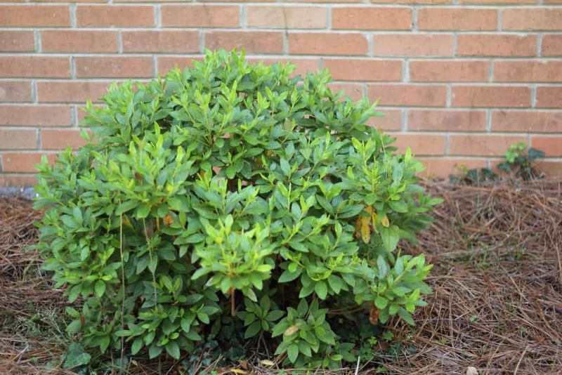 Prune Azaleas Lightly To Encourage Healthy Growth