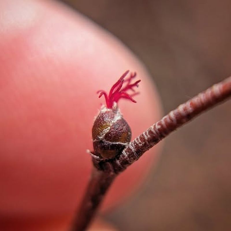 Pruning Too Early Can Remove Next Year's Flower Buds