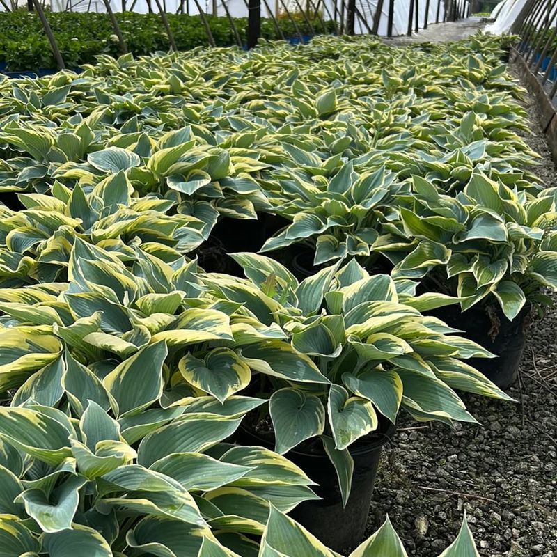 How Frost Dates Affect Planting Windows