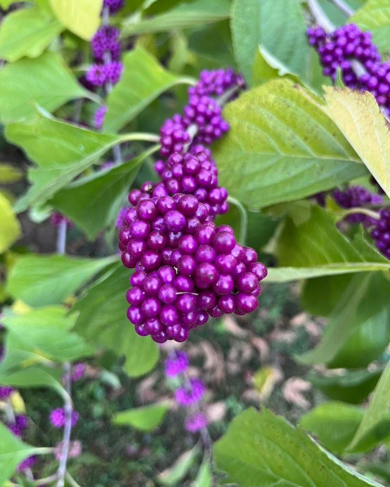 How Far Back You Should Prune For Healthy New Growth