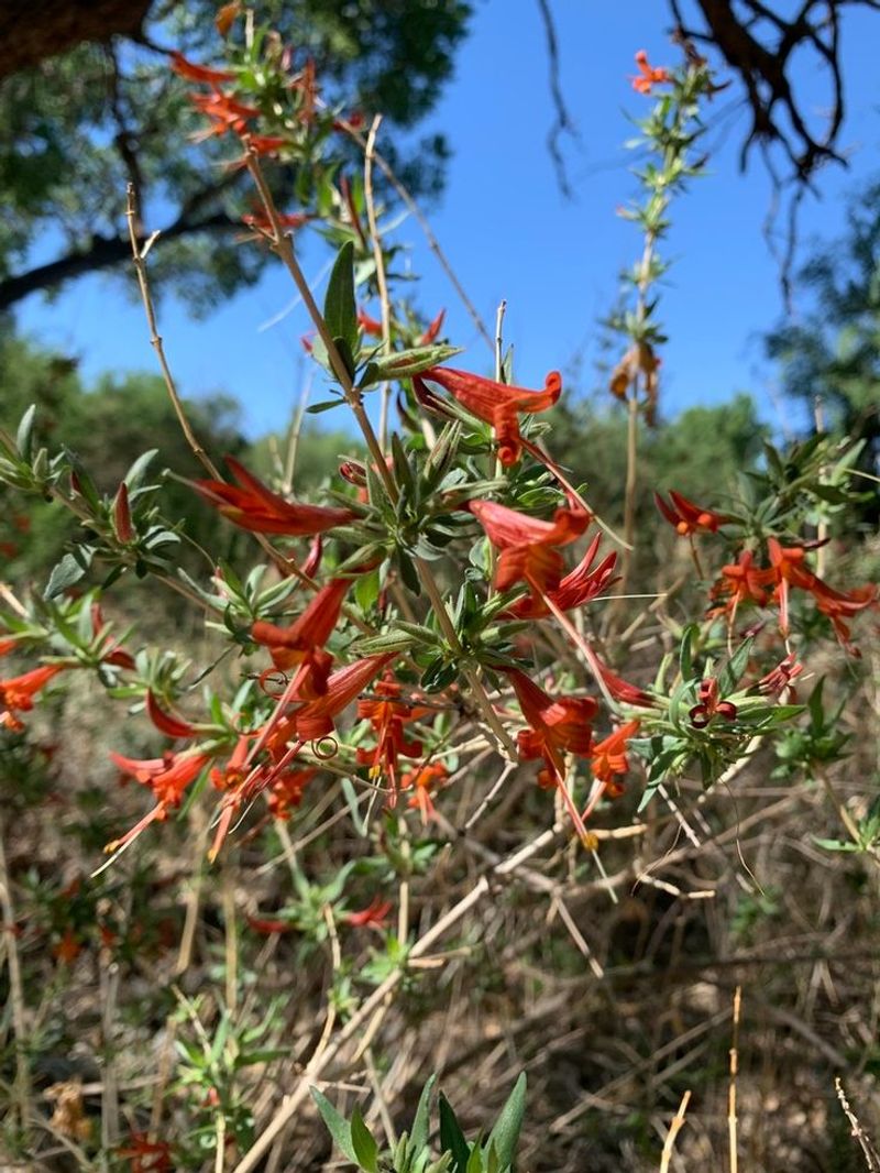 Occasional Pruning Is Enough To Maintain A Natural Look