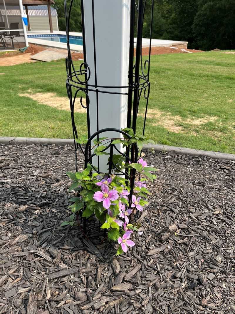 Obelisk Trellis
