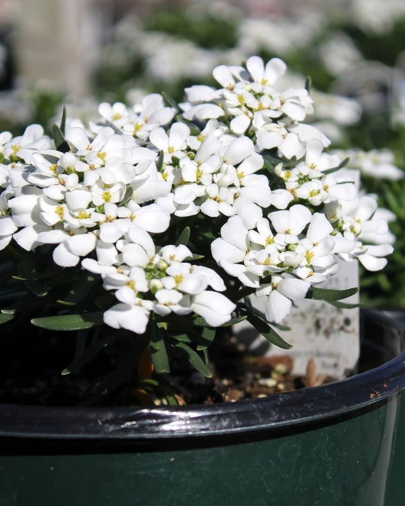 Candytuft