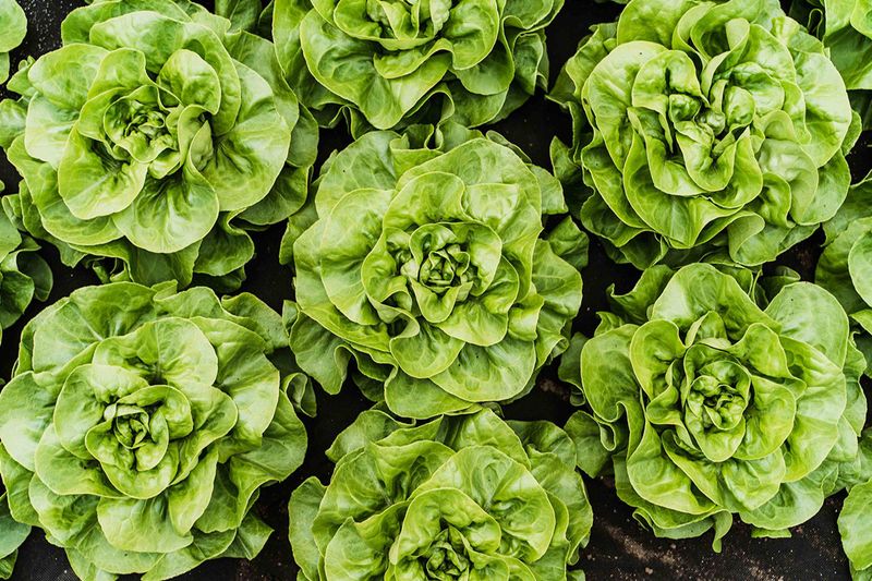 Lettuce (Lactuca Sativa)