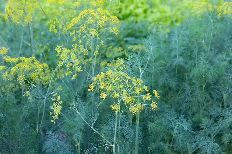 Mature Dill Can Stunt Tomato Growth Nearby