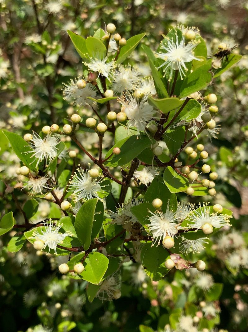 Simpson's Stopper Produces Fragrant Flowers And Bright Berries