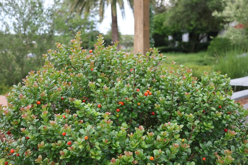 Simpson's Stopper Creates A Fragrant Wildlife Friendly Privacy Screen