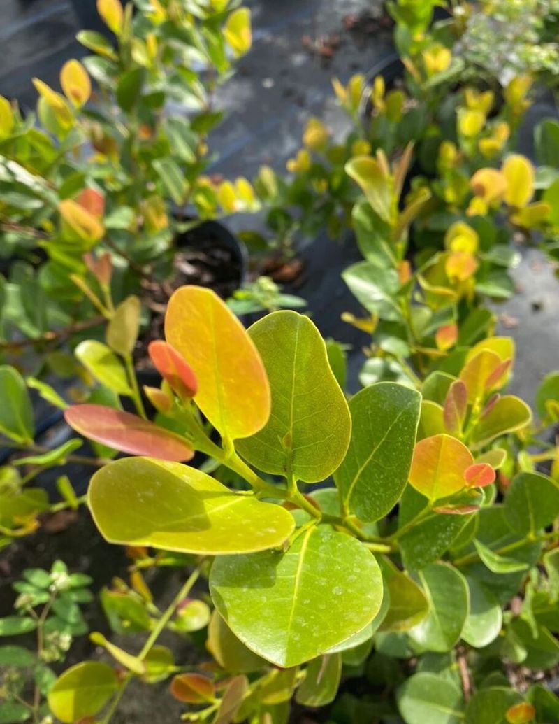 Cocoplum Brings A Lush Florida Look