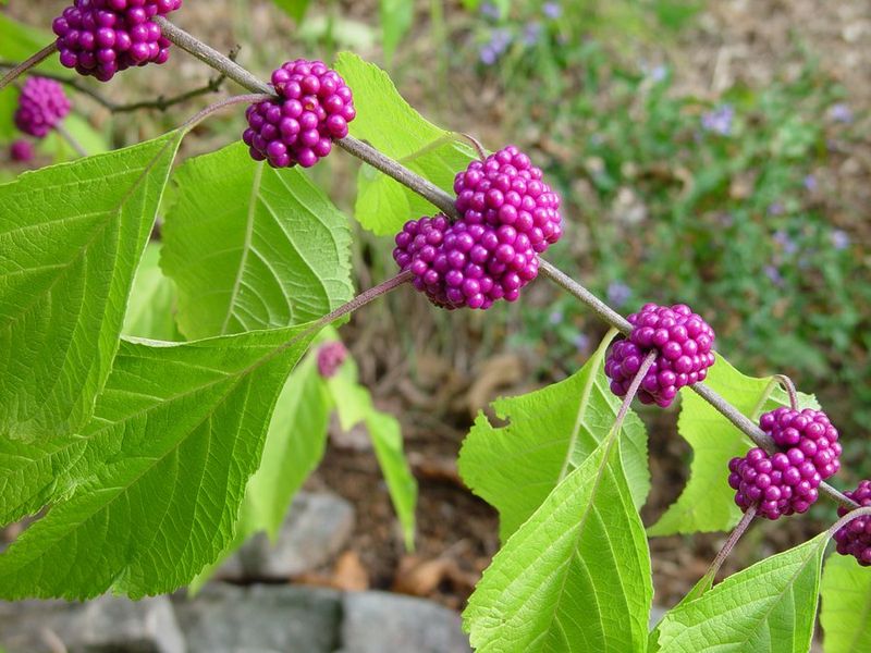 Beautyberry Refreshes Bed Edges And Shaded Garden Pockets