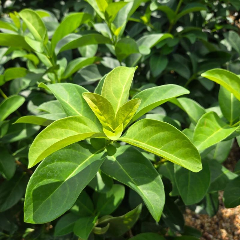 Spring‑Flowering Viburnums With Showy Blooms