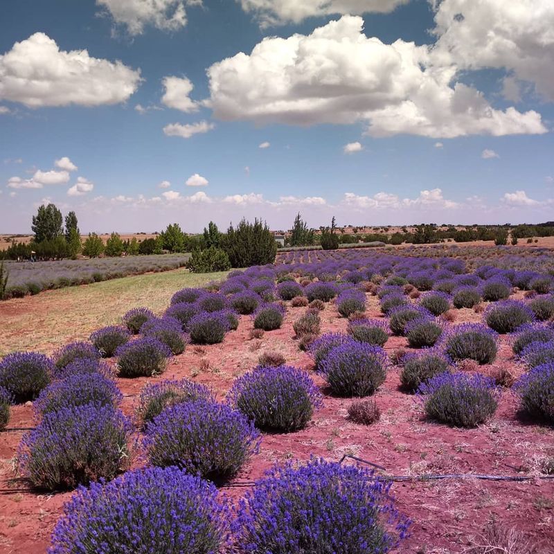 Breathe In The Soothing, Heavenly Aromas