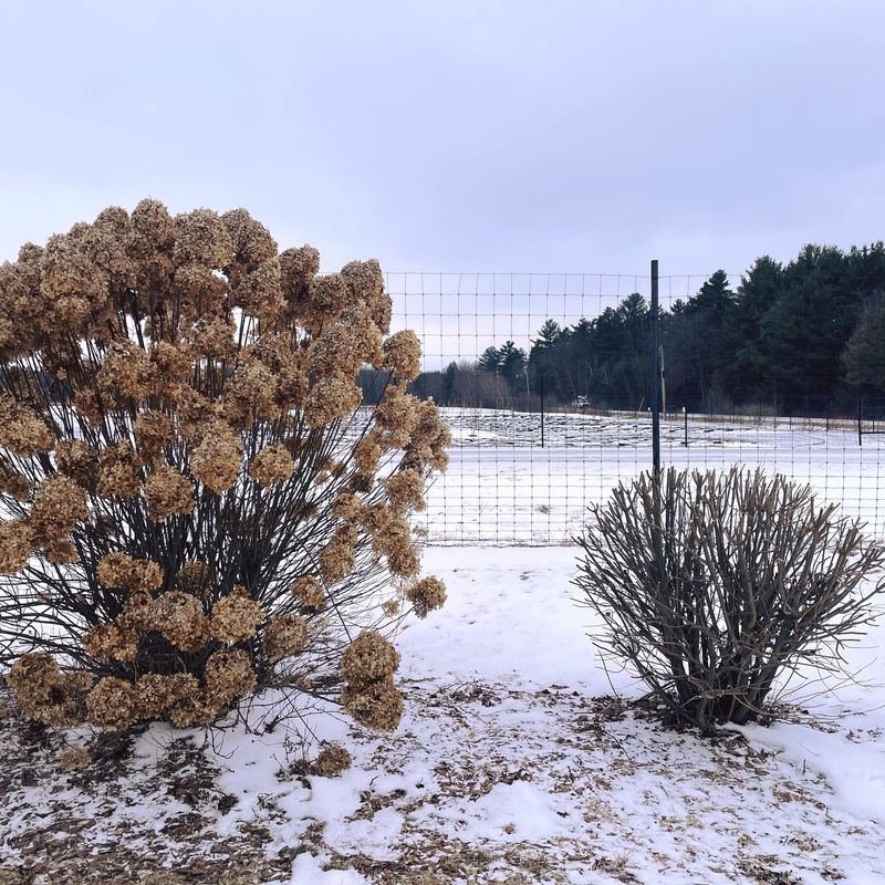 Late Frost Can Change The Whole Bloom Season