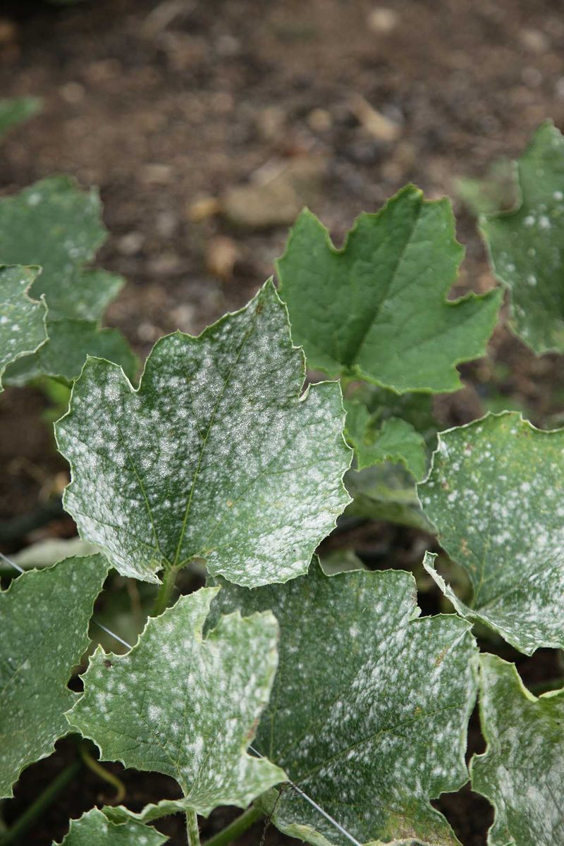 Too Much Shade Reduces Leaf Drying