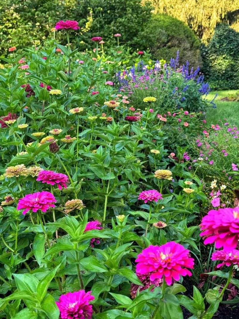 Planting In Stages Helps Maintain Continuous Blooms