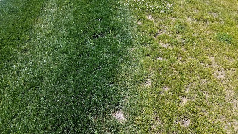 Cold Snap Can Trigger Temporary Nutrient Deficiency