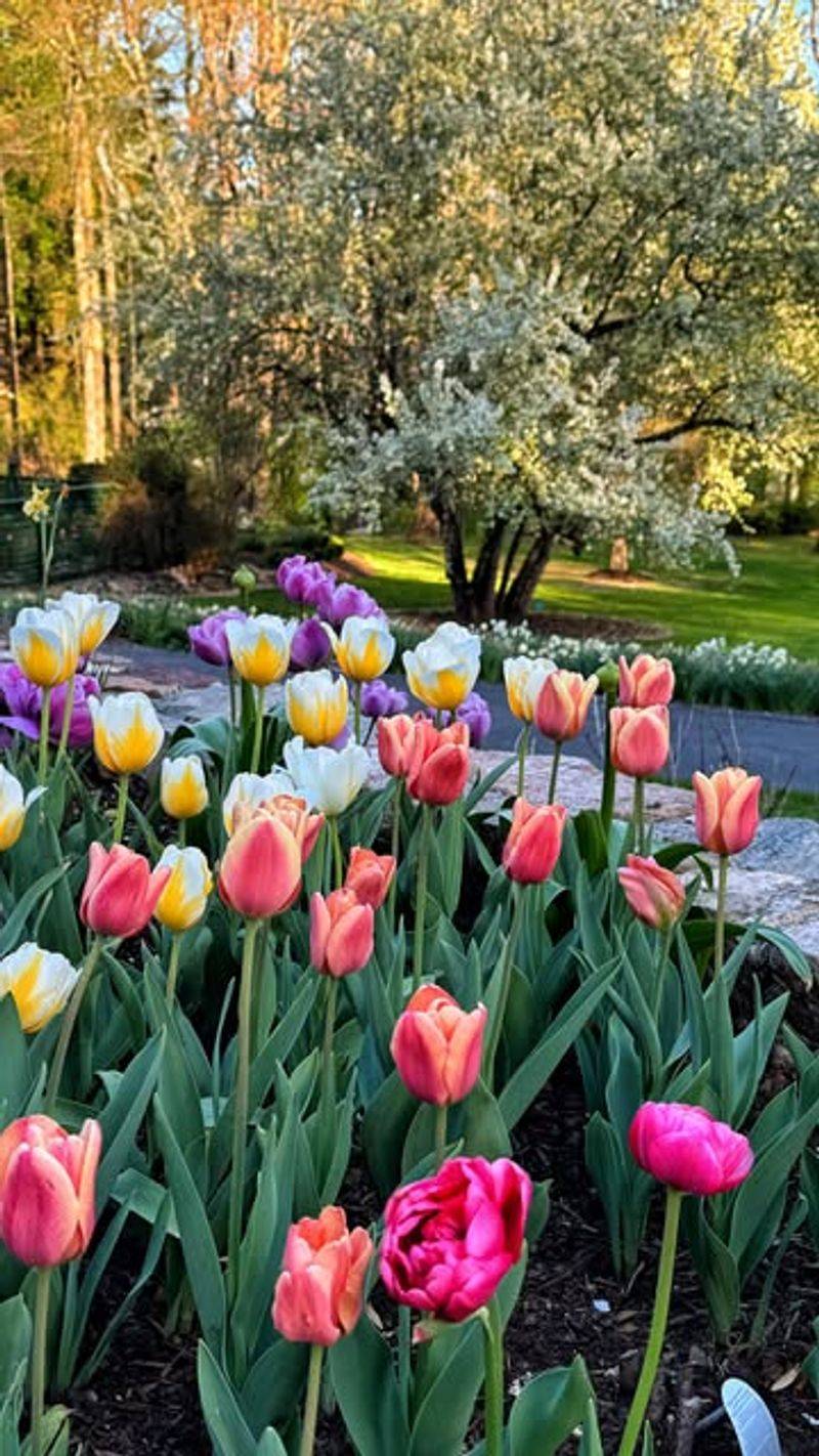 Perennials And Flower Bulbs Are Planted Early