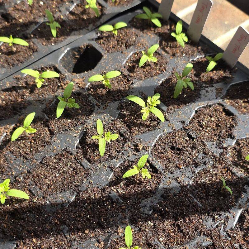 Tomatoes Germinate Well In Slightly Cooler Conditions