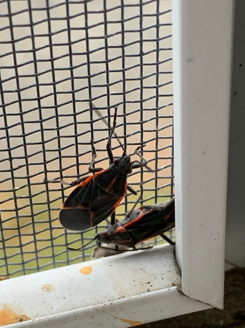 Windows Become Their Way Back Outdoors