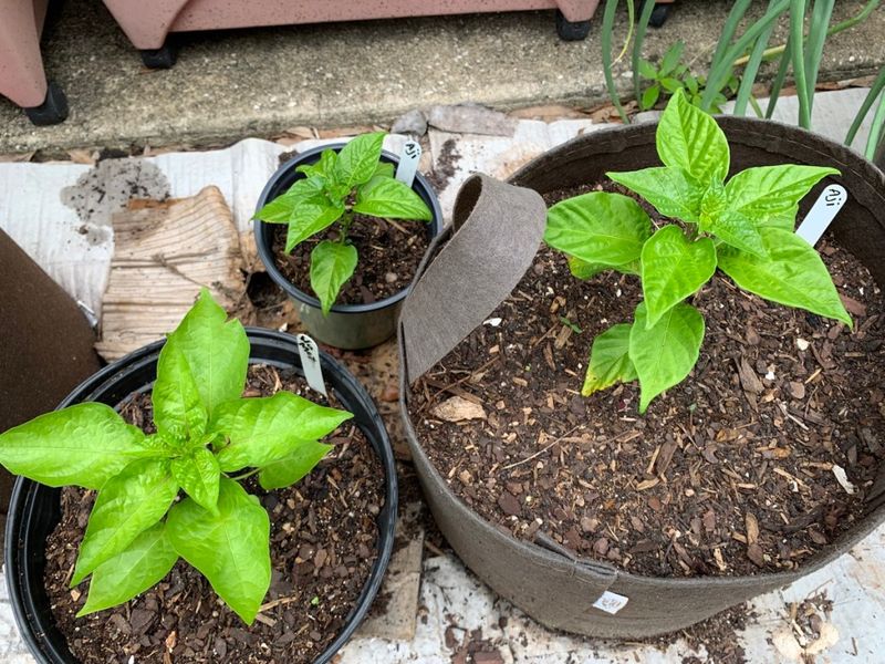 Plant Peppers In Full Sun For Strong Growth