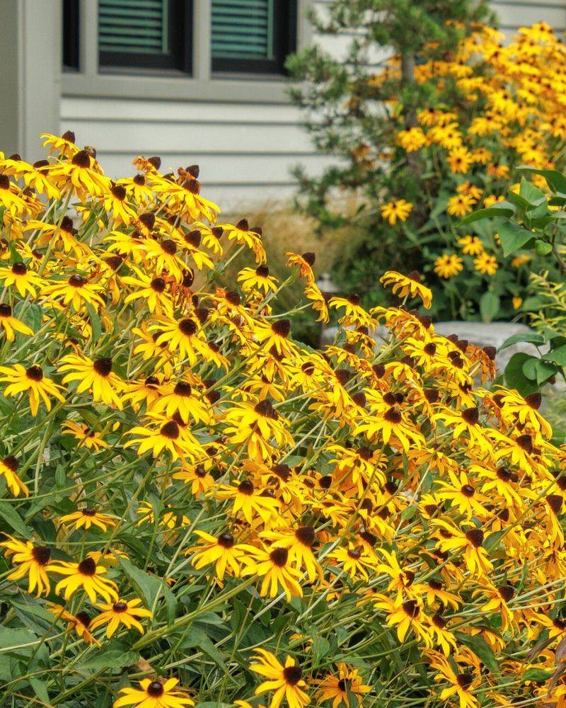 Crowded Plantings Reduce Air Circulation