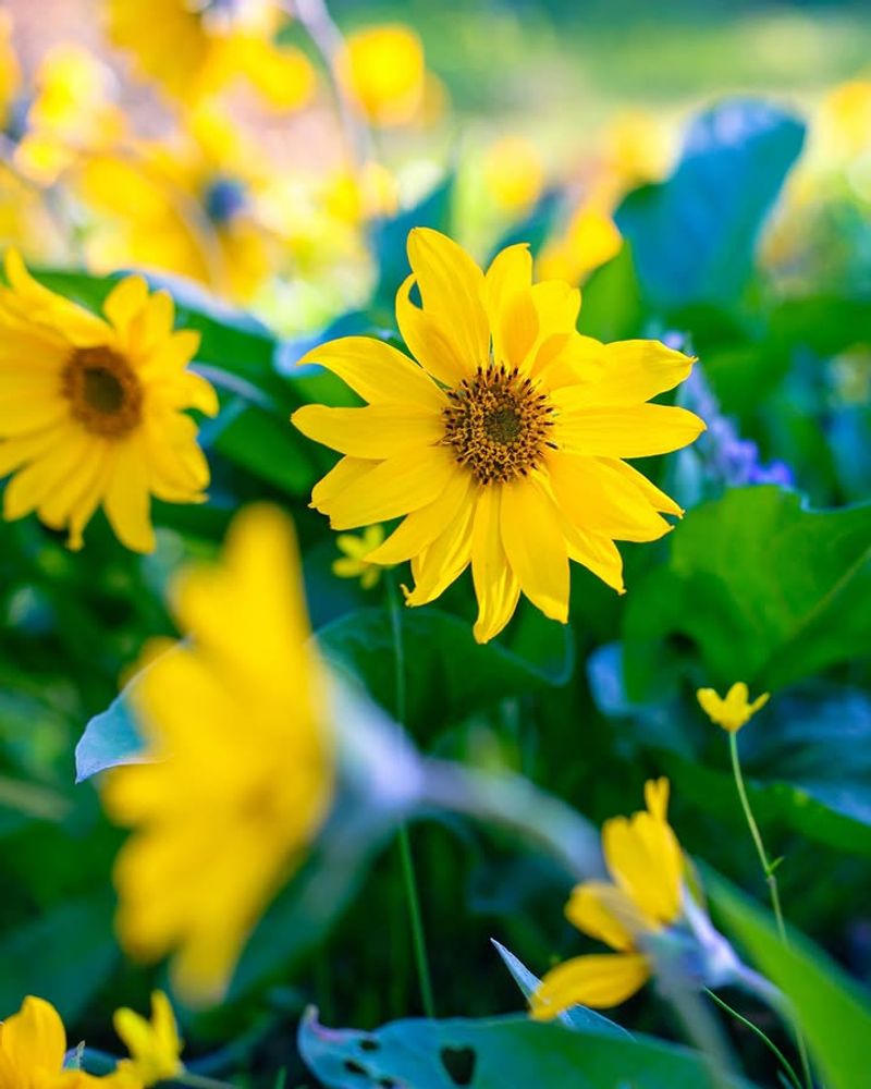 Longer Daylight In Early Spring