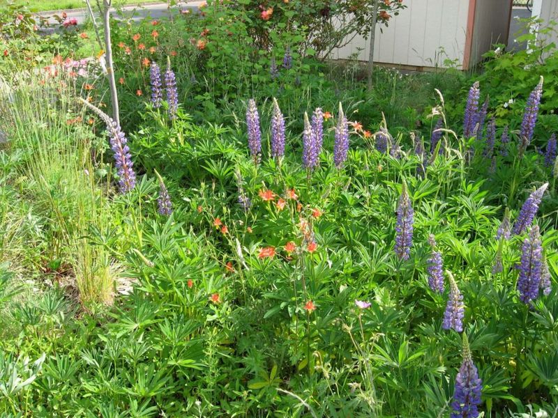 Winter Rain Fuels Plants