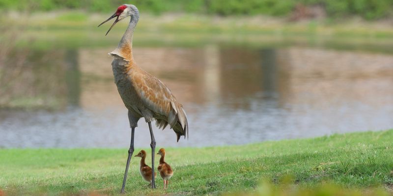 Increase In Open, Grass-Like Habitat In Suburbs