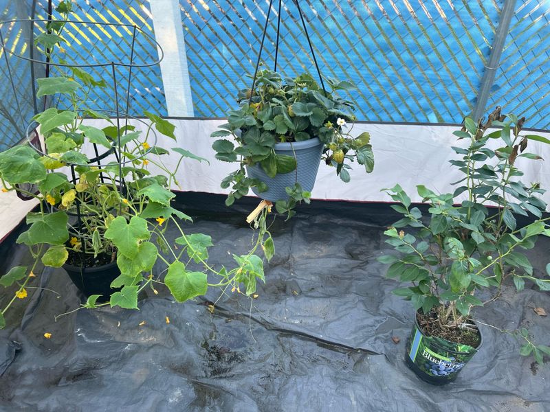 Sudden Heat Waves Stress Garden Plants