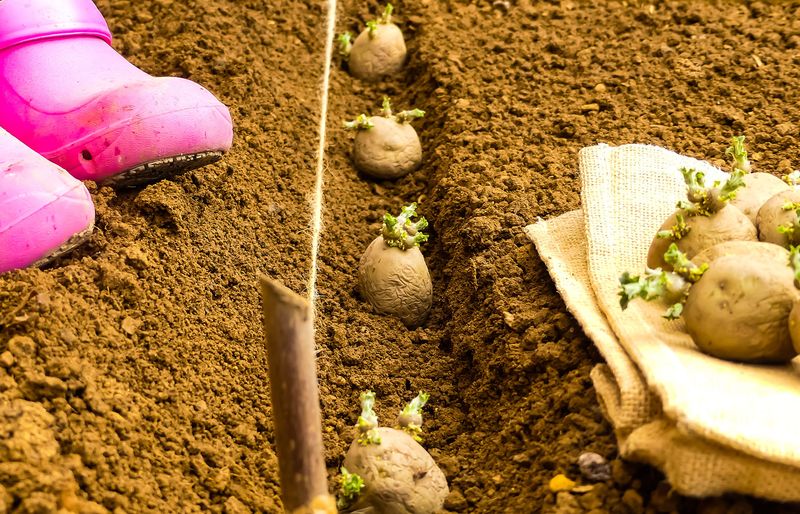Loose Well-Prepared Soil Gives Tubers More Room To Grow